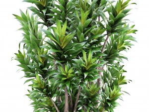 dracaena tree 3D Model