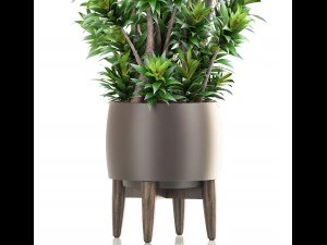 dracaena tree 3D Model