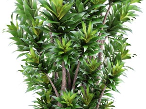dracaena tree 3D Model