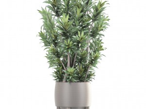 dracaena tree 3D Model