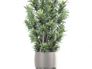 dracaena tree 3D Model