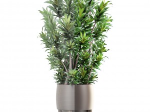 dracaena tree 3D Model
