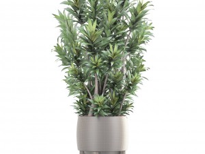 dracaena tree 3D Model