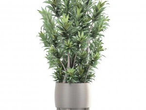 dracaena tree 3D Model
