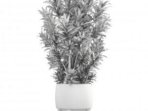 dracaena tree 3D Model