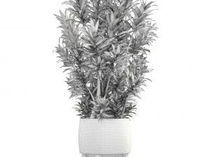 dracaena tree 3D Model