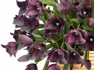 bouquet of tulips 3D Model