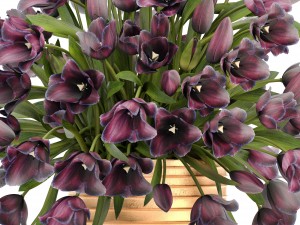 bouquet of tulips 3D Model