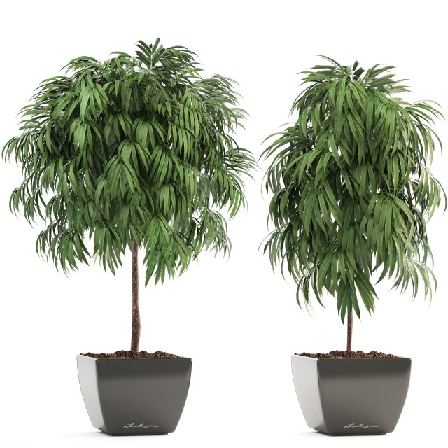 ficus alii 3D-Modell .c4d .max .obj .3ds .fbx .stl .blend 
