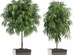 ficus alii 3Dモデル