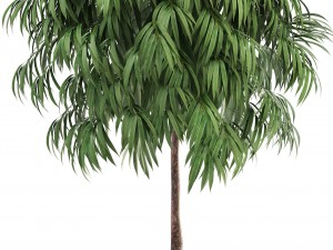 ficus alii 3D-Modell