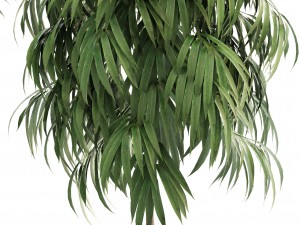 ficus alii 3D-Modell