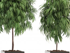 ficus alii 3D-Modell