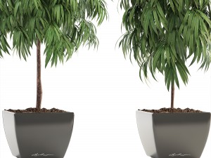 ficus alii 3D-Modell