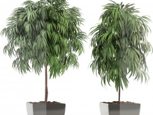 ficus alii 3D-Modell