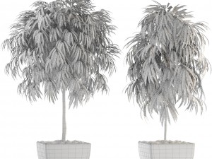 ficus alii 3D-Modell