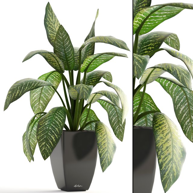 dieffenbachia 3D मॉडल .c4d .max .obj .3ds .fbx .stl .blend 