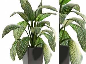 dieffenbachia Model 3D