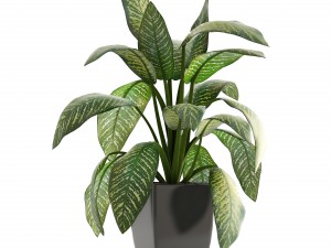 dieffenbachia 3D मॉडल