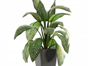 dieffenbachia 3D Model