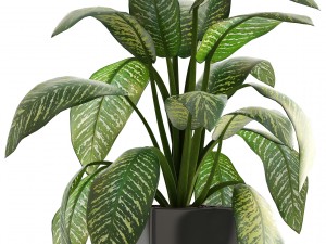 dieffenbachia 3D मॉडल