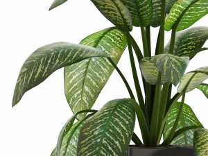 dieffenbachia 3D मॉडल
