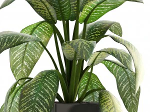 dieffenbachia 3D Model