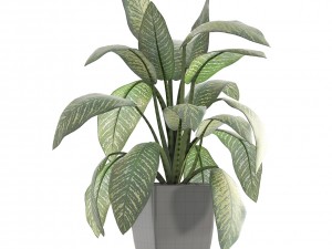 dieffenbachia 3D मॉडल
