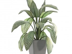dieffenbachia 3D Model