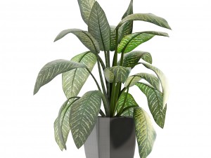dieffenbachia 3D मॉडल