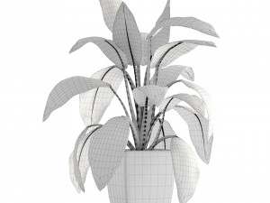 dieffenbachia 3D मॉडल