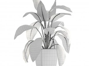 dieffenbachia 3D Model