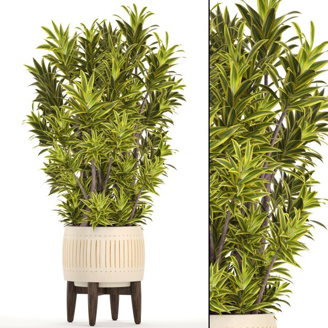 dracaena tree 3D Model .c4d .max .obj .3ds .fbx .stl .blend 