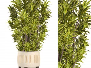 dracaena tree 3D 模型