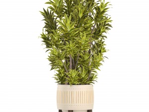 dracaena tree 3D Model