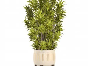 &aacute;rbol de dracaena Modelo 3D