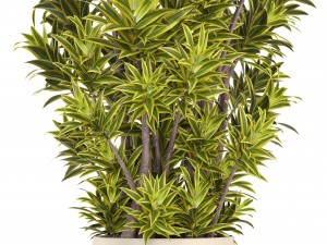 dracaena tree 3D Model