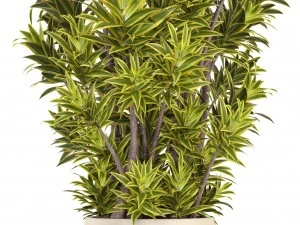 &aacute;rbol de dracaena Modelo 3D