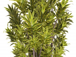 dracaena tree 3D Model