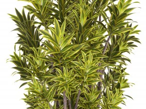 &aacute;rbol de dracaena Modelo 3D