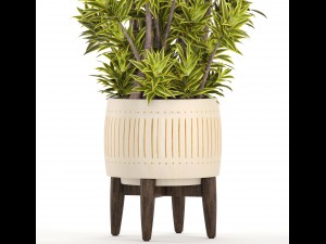 dracaena tree 3D Model