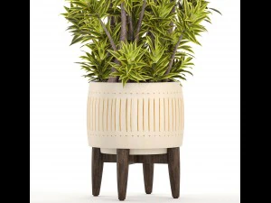 &aacute;rbol de dracaena Modelo 3D