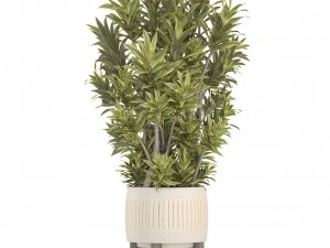 &aacute;rbol de dracaena Modelo 3D