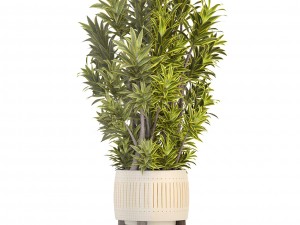 dracaena tree 3D Model