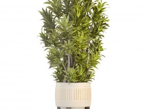 &aacute;rbol de dracaena Modelo 3D