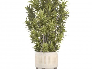 dracaena tree 3D Model