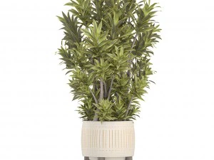 &aacute;rbol de dracaena Modelo 3D