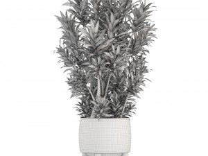 dracaena tree 3D Model