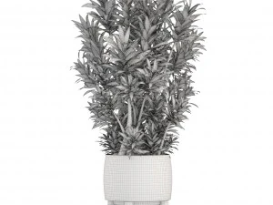 &aacute;rbol de dracaena Modelo 3D