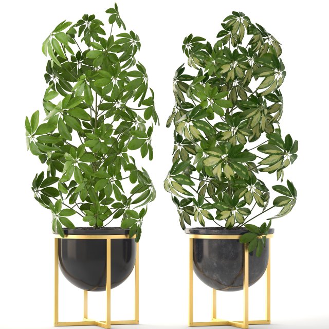 schefflera arboricola 3D Модель .c4d .max .obj .3ds .fbx .stl .blend 